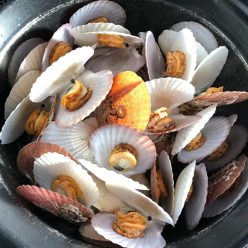 「俺のホタテ」 ホタテ 稚貝 1.5kg ホタテ ほたて 帆立 活ホタテ 貝柱 殻付き 魚介 魚貝 魚貝類 青森県 東北 平内町 陸奥湾 むつ湾 F21J-297