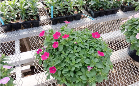 【4月末より順次発送】 サフィニア あずきフラッペ 鉢花　/ 瑞浪市 中山園芸 花 お花 お祝い 鉢植え 生花 ギフト プレゼント フラワー[AZDC007]