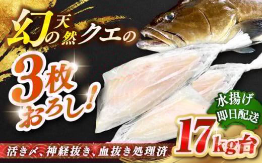 天然クエ（17キロ台・3枚おろし） 《壱岐市》【壱岐島　玄海屋】[JBS091]   143万 1500000 1500000円 150万円