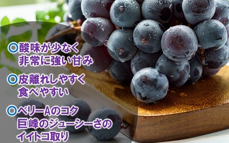 テレビで紹介されました！【先行予約】【令和8年発送】農家直送！ 新鮮！ 朝づみぶどう BKシードレス 種なし 2kg フルーツ 果物 贈答 大分県産 採れたて_2657R-3