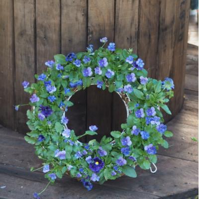 ふるさと納税 朝倉市 ビオラ・パンジーサークル35cm青系 |  | 02