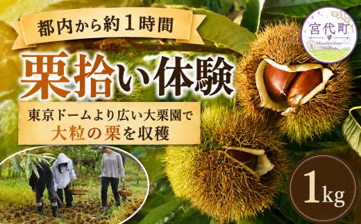 栗 折原農園の栗拾い体験 1kg | 栗 くり クリ 体験 収穫 栗拾い チケット 体験型 イベント 農業体験 農家 １キロ 観光 レジャー アウトドア 家族 友人 ペット同伴 お土産 都内料亭 定番 スポット 東武動物公園駅 関東近郊 駐車場 埼玉県 宮代町