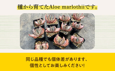 実生アロエ Aloe marlothii 3株 長与町/アグリューム [EAI087]  観葉植物 アガベ 多肉植物 苗 植物 あがべ