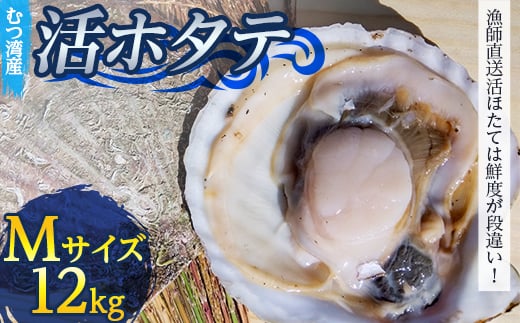 
            むつ湾で獲れた活ホタテ Mサイズ 約12.0kg【活ほたて本舗】 ホタテ ほたて 帆立 活ホタテ 生ほたて 生ホタテ 刺身 殻付き 海鮮 新鮮 貝 貝柱 魚介 青森 青森県 東北 むつ湾 陸奥湾 海鮮 BBQ バーベキュー キャンプ 12kg F21J-081
          