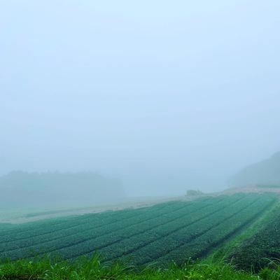 ふるさと納税 南九州市 小堀製茶の2025年産煎茶『翠-SUI・鸚-OU・蒼-SOU』セット |  | 02