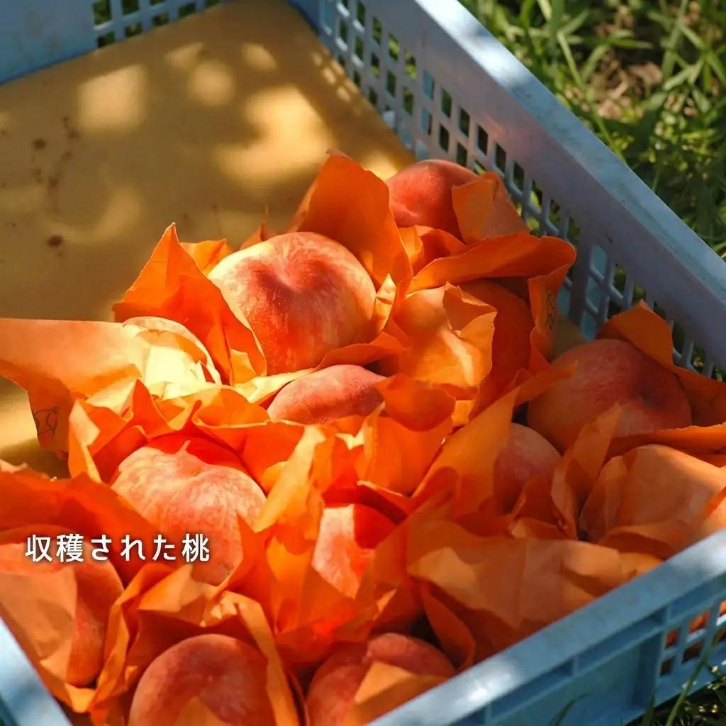 桃 2026年 先行予約 白桃 晩生種 約1.3kg 5～6玉 岡山県産 桃
