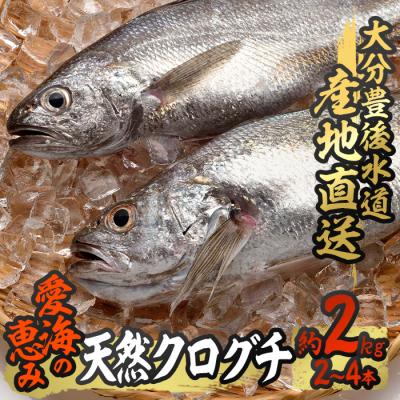 ふるさと納税 佐伯市 天然 クログチ (約2kg・計2-4本)