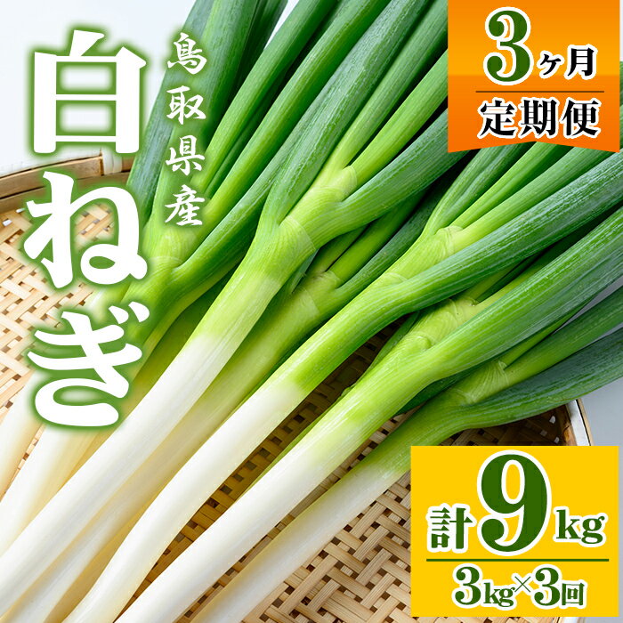 【ふるさと納税】＜先行予約受付中！11月上旬～4月下旬発送予定＞白ねぎ(3kg/定期便3回・計9kg) ねぎ ネギ 白ネギ 長ねぎ 長ネギ 旬 根付き 土付き 煮込み 炒め 生 和洋中 万能 鍋 鍋料理 BBQ バーベキュー 天ぷら てんぷら 【sm-DT004】【河岡農園】