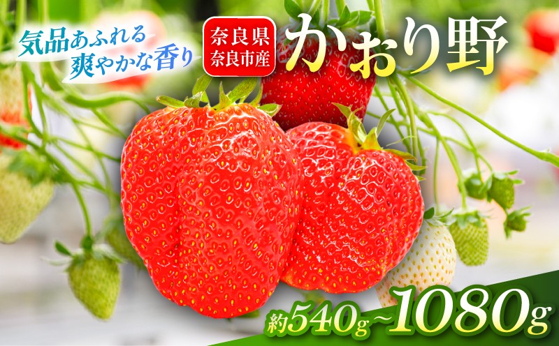 
                  いちご かおり野 約540~1080g 1パック約270g 2~4パック 2027年発送 選べる容量 鶏冠果 サイズ混合 不揃い 数量限定 冷蔵 イチゴ 苺 itigo ichigo strawberry フルーツ 果物 旬 産地直送 小分け ブランドいちご 甘い おすすめ おいしい 贈答 プレゼント ギフト ふるさと納税いちご 芳醇ないちご 奈良県 奈良市 いちご農家だるま
                