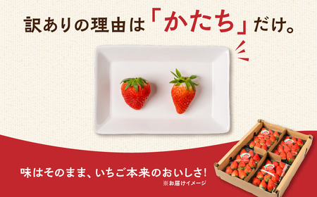 ≪先行予約！≫ 章姫 訳ありいちご 計1kg ( 約250g × 4 ) いちご イチゴ 苺 豊橋 規格外