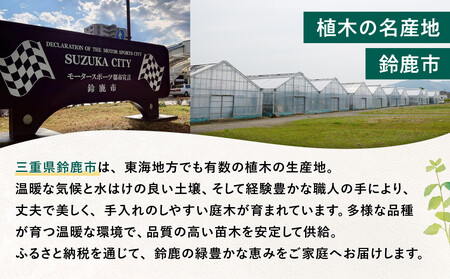 ＜産地直送＞元気なタマリュウ(7.5pot)80本セット[約2平方メートル分]