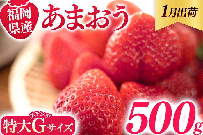 福岡県産 あまおう 500g （250g×2パック） いちご 1月中発送 いちご 苺 フルーツ 果物 くだもの 大粒Gサイズ グランデ 農家直送 大粒 不揃い 福岡県 福岡 九州 グルメ お取り寄せ