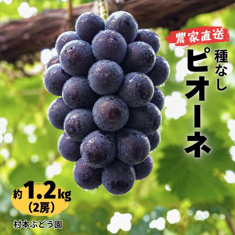 【ふるさと納税】ピオーネ 約1.2kg 2房 岡山県新見市 村本ぶどう園 【先行予約 2026年9月中旬から順次発送】