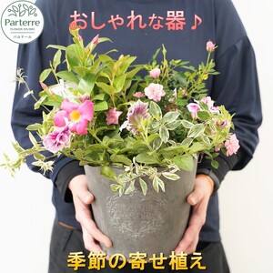 花屋が贈る季節の寄せ植え鉢 花 プレゼント 岩手県 北上市 C0230 （ パルテール ) 花 観賞用 アレンジ プレゼント ギフト 誕生日 お祝い クリスマス 卒業 入学 バレンタインデー ホワイトデー 贈答 父の日 敬老の日 感謝 退院 快気祝い プロポーズ ご褒美 生花 季節の花 赤 白 黄色 ピンク オレンジ 青 紫 寄せ植え 鉢植え ガーデニング 庭 玄関 リビング 部屋 客間 オフィス 開店祝い 周年祝い 退職祝い 就職祝い 還暦 成人 記念日 花