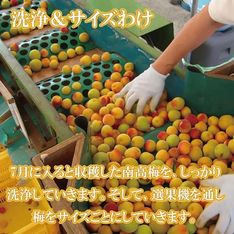 梅干し【農林水産大臣賞受賞】はちみつ梅1.5kg　塩分約8％ 梅干し 印南町【MN2】