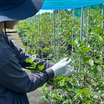 【極上】完熟 生ブルーベリー500g【配送不可地域：離島】【1515681】