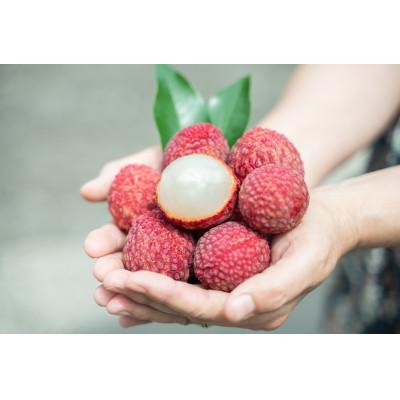 ふるさと納税 宮崎市 宮崎完熟ライチ化粧箱PREMIUMギフト |  | 02