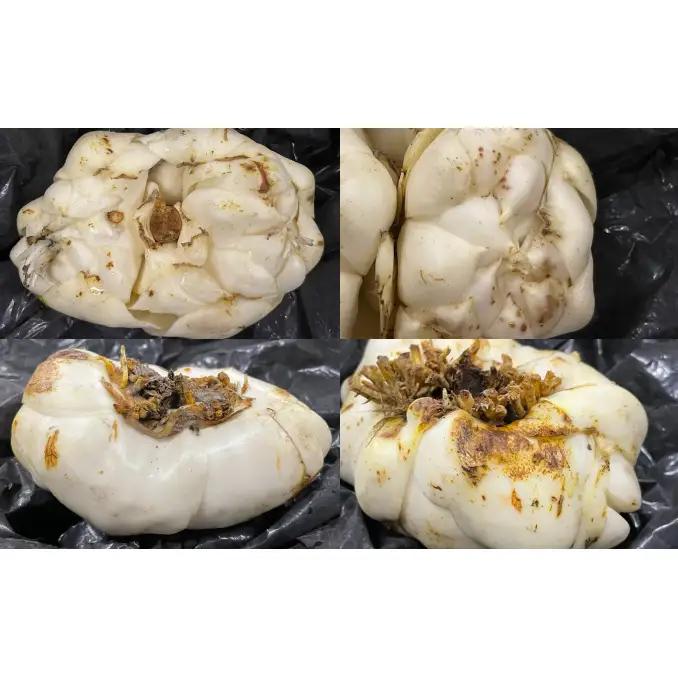 【規格外】十勝幕別 忠類ゆり根 3kg（M～2L）18～30玉［JA忠類］9月～3月発送限定【 北海道 幕別町 忠類 十勝 高級食材 お正月 料理 訳あり 】 野菜 ゆりね 北海道産 ワケあり