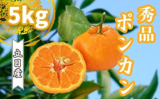 【 早期予約受付開始 】 2026年1月中旬より順次発送 立目産 ポンカン 秀品 贈答用 5kg 2026年 収穫分 柑橘 高知 須崎 TMS002