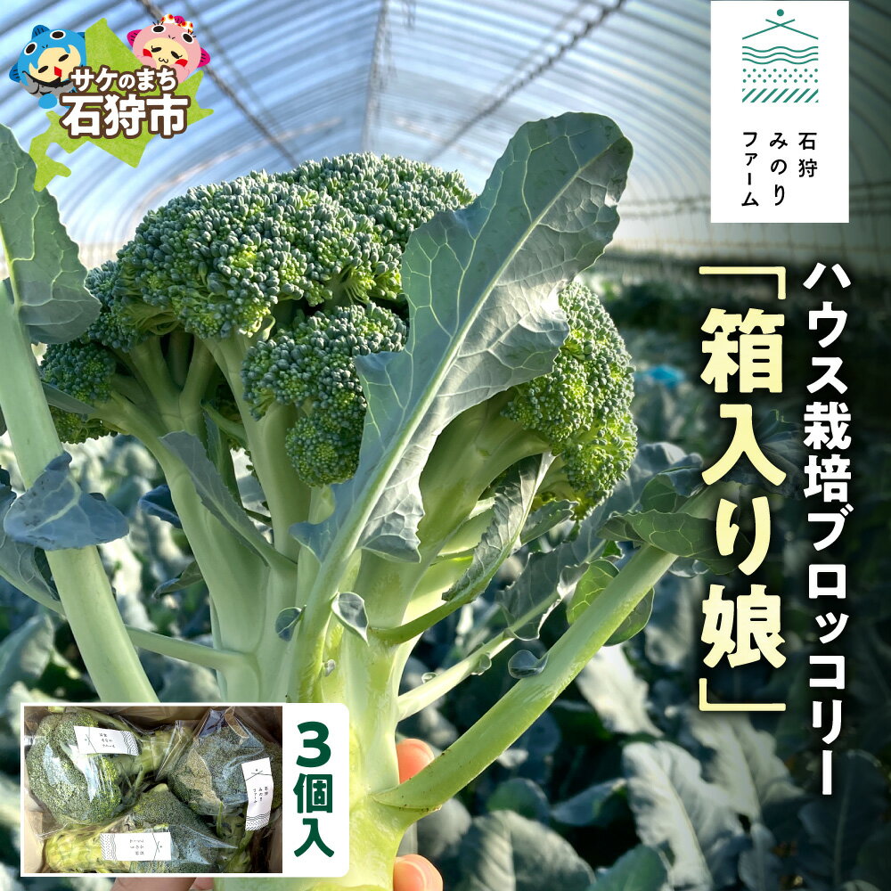 【ふるさと納税】 《レビューキャンペーン》 数量限定 ハウス ブロッコリー 3個 石狩産 野菜 冷蔵 茎まで甘くて濃厚 みずみずしい 旬の味 冷蔵便 北海道 石狩市