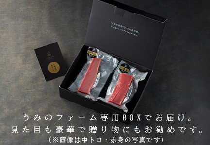 【高知県大月町産】うみのファーム お刺身用本まぐろ 中トロ 300ｇ