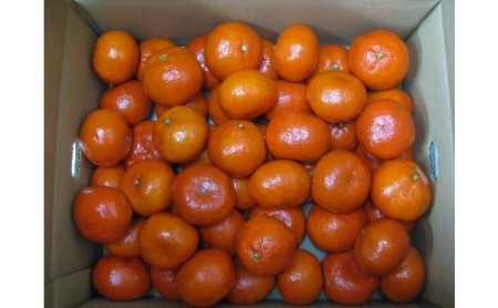 小原紅早生みかん　約5kg_みかん 果物類 柑橘類 フルーツ ミカン 蜜柑 くだもの 