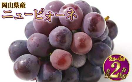 岡山県産 ニューピオーネ 約2kg（3房～6房） 【2026年8月下旬～9月下旬迄発送予定】 果物 くだもの フルーツ ぶどう ブドウ 葡萄