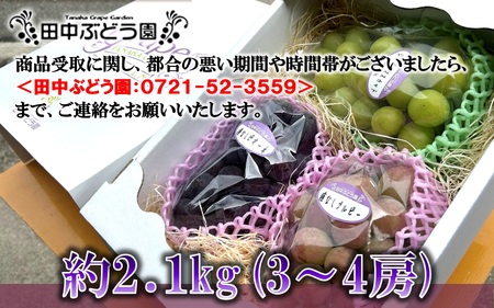 ※8/1より規格変更※＜2024年8月中旬～発送＞食べやすい！田中ぶどう園の種無しぶどうの詰め合わせ　約2.1kg（3～4房）※発送前のご連絡はできませんので、ご注意ください※