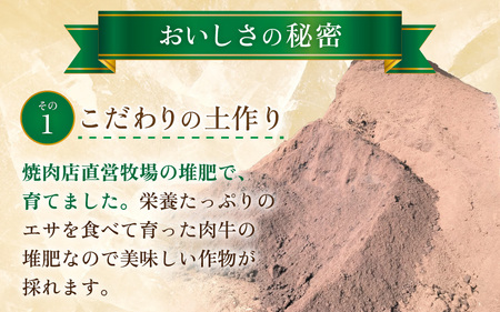 【先行予約】マルセイユメロン 2玉 約2.4kg（約1.2kg以上×2玉）大人気の赤肉品種！高級メロンの味わい ／ 果物 フルーツ ギフト 農家直送 ※2025年6月上旬以降順次発送  [aw065-