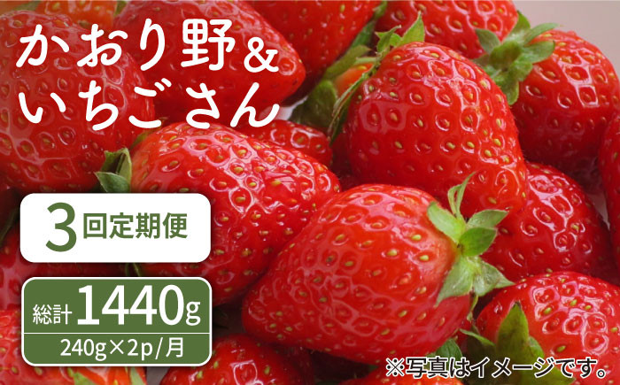 
【先行予約】【3回定期便】赤いちご食べ比べ！かおり野＆いちごさん 定期便【StrawberryFarm-K】 [IBJ007]
