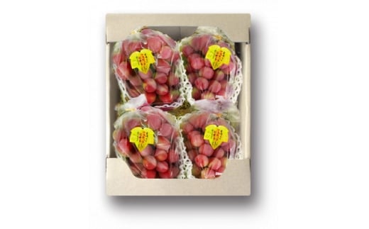 ＜2026年度発送分＞希少品種ブドウわけありマスカットビオレ2kg【1674118】