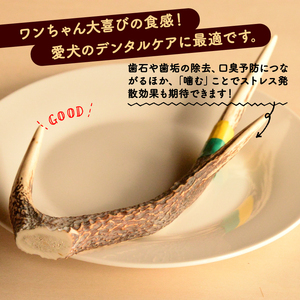 シカツノ MLサイズ 鹿の角(犬 歯磨き ペット用品 おもちゃ