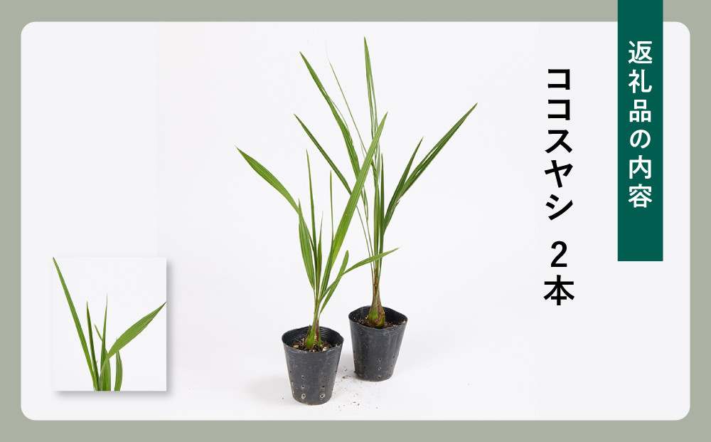 素敵な植物 ココスヤシ 2本セット