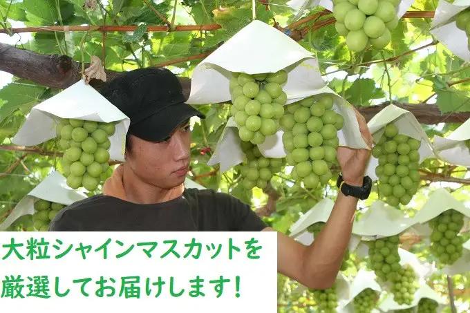 【2026年発送★先行予約】フルーツ王国笛吹市の大粒シャインマスカット3~4房2kg  137-003-26y
