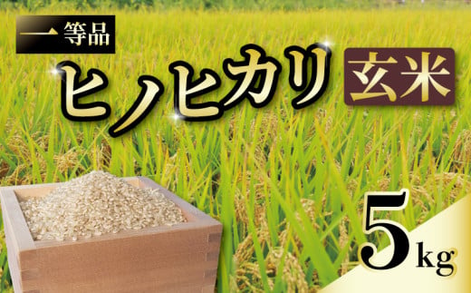 一等品 京都府産 ヒノヒカリ 5kg 玄米 お米 米 コメ こめ 宇治 ごはん ひのひかり 令和6年産 京都 京都府 減農薬 ふるさと納税米