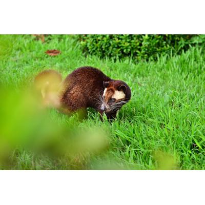 ふるさと納税 知立市 コピ・ルアック(豆のまま)