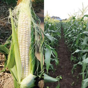 【先行予約】阿見町産 今朝採れとうもろこし約5kg（プラチナコーン・9本～15本）【茨城県 阿見町  国産 甘い 朝採り 野菜 スイートコーン ホワイト 白 送料無料】（04-23）