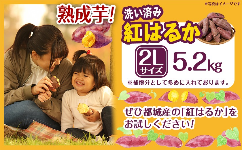 【熟成芋】芋名人が認めるさつまいも『洗い済み　紅はるか』2Lサイズ ※12月～1月頃順次発送_LE-L703-J