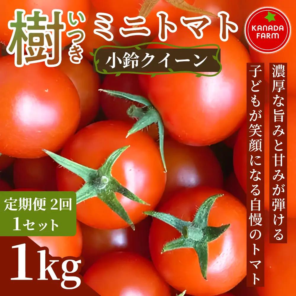 《先行予約》【定期便2ヶ月】樹（いつき）ミニトマト（小鈴クイーン）1kg 定期便発送 新鮮野菜 フルーツ 旬 サラダ デザート お弁当 朝食 料理用 そのまま食べる おうちごはん お取り寄せ 産地直送 贈り物 手土産 愛知県 豊橋市
