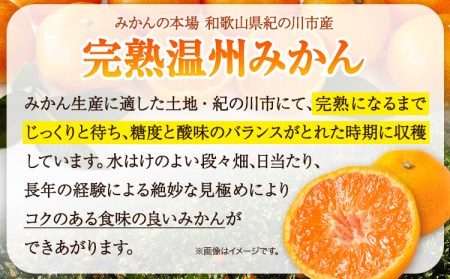 【先行予約】完熟 温州みかん 約3kg (35~40玉) こだまファーム《2025年10月中旬-2026年2月中旬頃出荷》みかんみかんみかん
