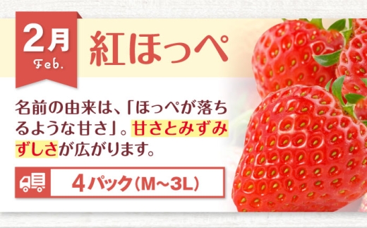 フルーツ定期便  果物セット 食べ比べ 果物 定期便 果物定期便 旬 季節 期間限定 苺 キウイ みかん ピオーネ スイカ