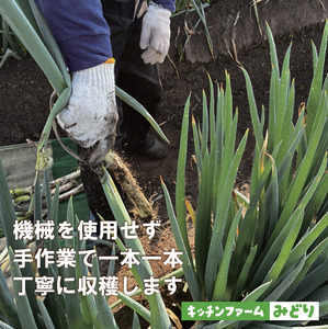 キッチンファームみどりの白ネギ LLサイズ 1kg （土付き） 006KM02N.