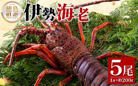 【 伊勢海老 】 伊勢海老 200g×5尾 1000g
