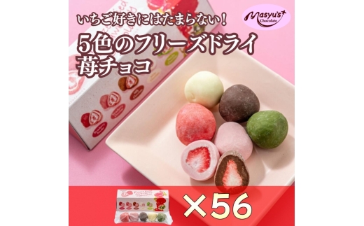 5色の苺チョコ 5粒×56箱 4月～10月発送 チョコレート チョコ スイーツ お菓子 おかし  苺  ミックス  ミルクチョコ  ホワイトチョコ  苺チョコ  抹茶チョコ  ギフト プレゼント 兵庫県 伊丹市 [№5275-0769]