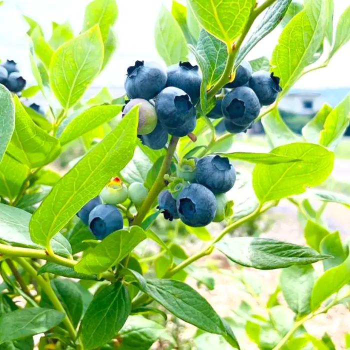 3901 信州産 新鮮朝摘み 色んな種類の大粒生ブルーベリー 1kg