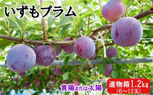 
いずもプラム【1-094】
