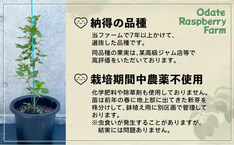ラズベリー苗　150P7803【おおだてラズベリーファーム】