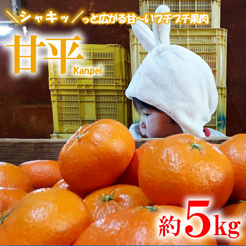 【ふるさと納税】 【2027年2月中旬頃から順次発送】【愛媛県産】 甘平 約5kg 訳あり サイズおまかせ 傷アリ 家庭用 柑橘 みかん かんぺい カンペイ 果物 くだもの フルーツ おすすめ 高級 人気 お取り寄せ 期間限定 数量限定 ご当地 愛媛県 松山市 たかぎ果樹園