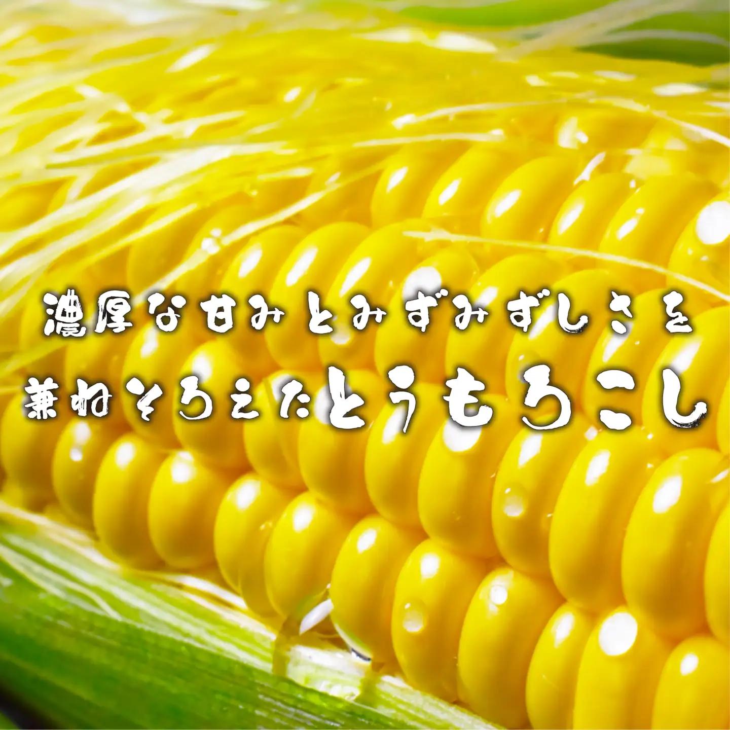 6/10から順次配送！ 朝採れ とうもろこし 10~12本 箱根夏風 とうもろこし