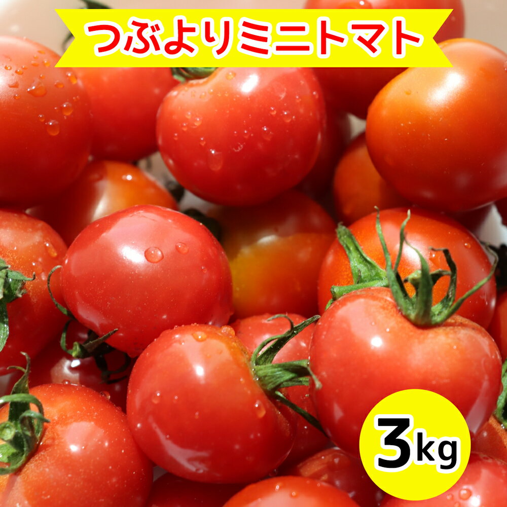 【ふるさと納税】農園直送 つぶより ミニトマト 3kg入り｜期間限定 とまと あまい 野菜 とれたて 採れたて 東浦町 愛知県 ナカセ農園 [0644]